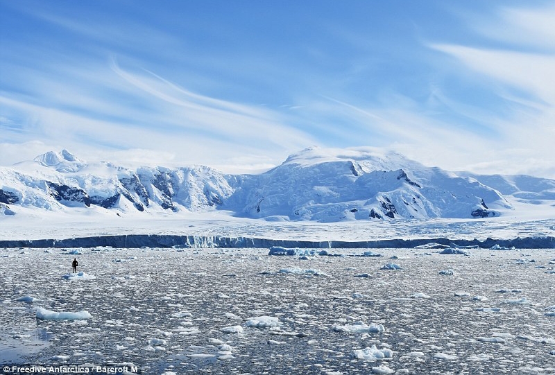 Фридайвинг в Антарктиде набирает популярность 