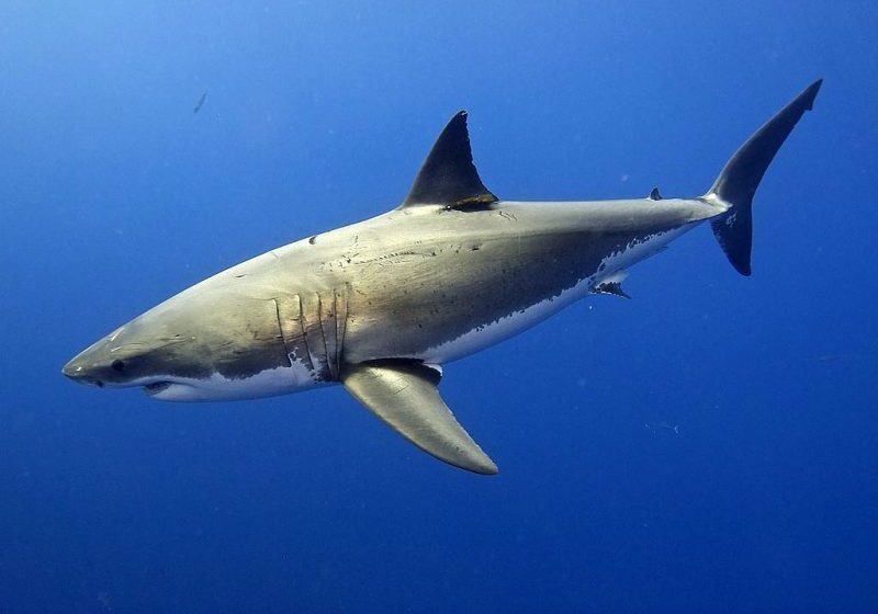Ученые взглянули на мир глазами большой белой акулы